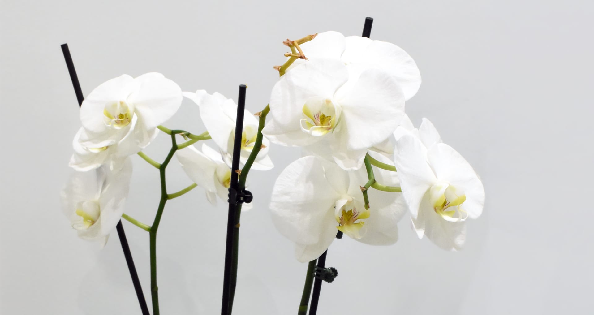 Asepsie cabinet dentaire